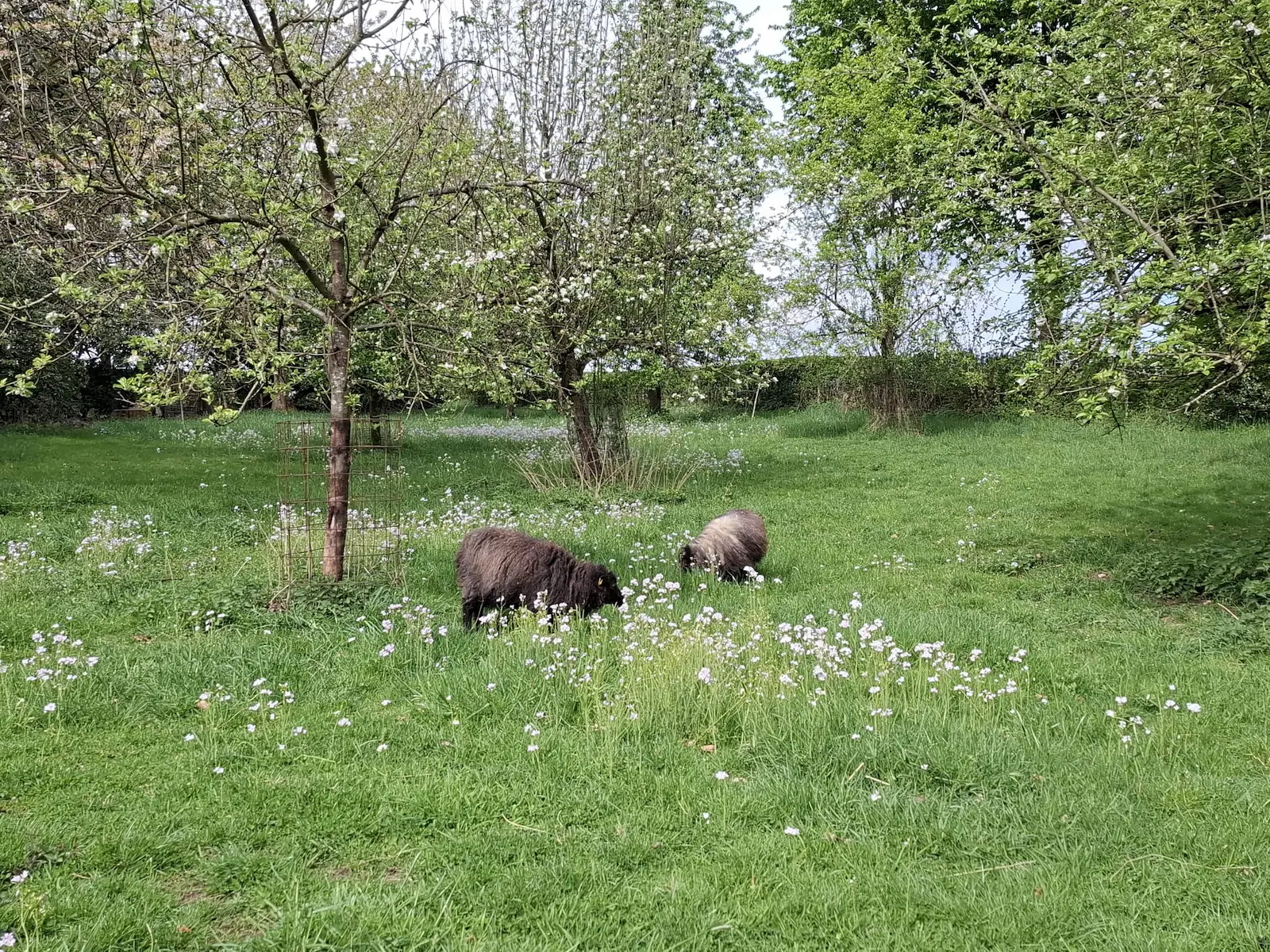 Die Alle, die zum Hof führt